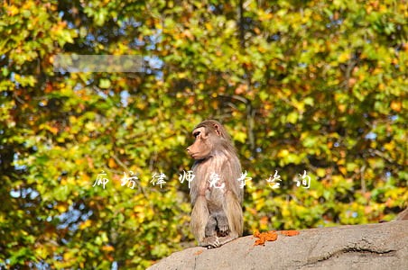 廊坊律师免费咨询 廊坊律师免费咨询