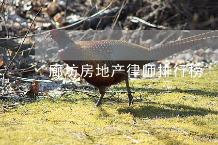 廊坊房地产律师排行榜 廊坊房地产律师排行榜