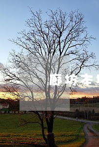 廊坊本地婚姻女律师在线咨询 廊坊本地婚姻女律师在线咨询