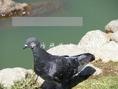 廊坊网贷逾期修复哪家好 廊坊网贷逾期修复哪家好