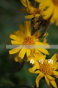 廊坊购房律师 廊坊购房律师