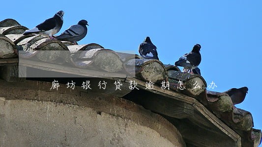 廊坊银行贷款逾期怎么办