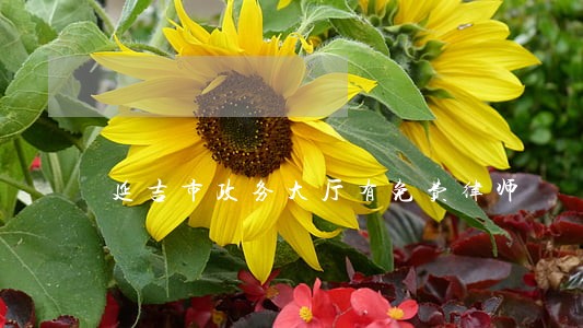 延吉市政务大厅有免费律师 延吉市政务大厅有免费律师
