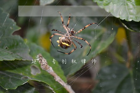 延安专利权律师 延安专利权律师