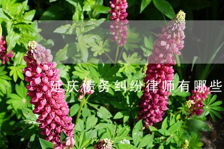 延庆债务纠纷律师有哪些 延庆债务纠纷律师有哪些