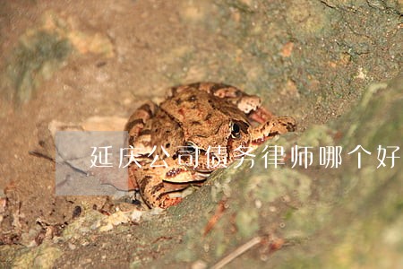 延庆公司债务律师哪个好 延庆公司债务律师哪个好