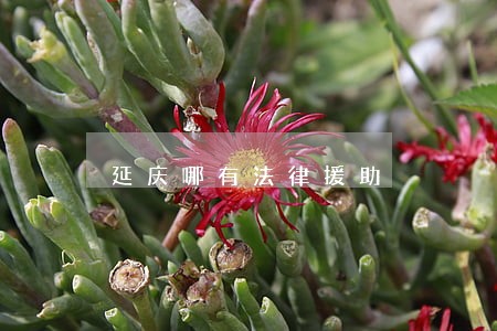 延庆哪有法律援助