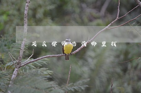 延庆律师咨询哪里找 延庆律师咨询哪里找