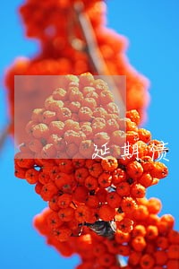 延期债务律师 延期债务律师