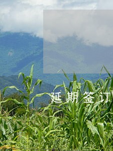 延期签订中标合同实践 延期签订中标合同实践