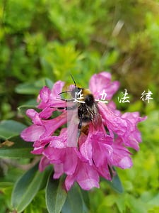 延边法律咨询 延边法律咨询