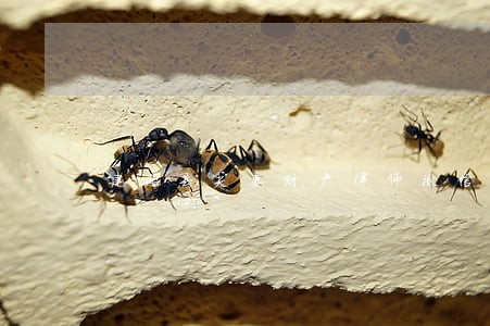建始县夫妻财产律师微信咨询