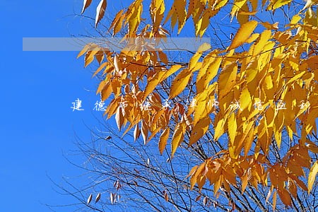 建德市继承律师诚信互利 建德市继承律师诚信互利