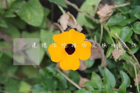 建德法院接吻交换唾液伪证 建德法院接吻交换唾液伪证