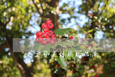 建立司法信用数据库 建立司法信用数据库