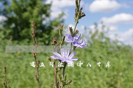 建立司法翻译人才库 建立司法翻译人才库
