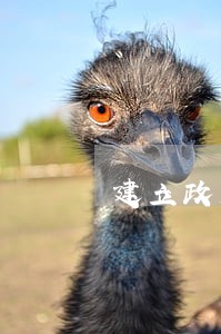 建立政府法律顾问制度文件 建立政府法律顾问制度文件