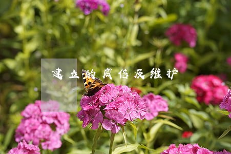 建立的威信及维护 建立的威信及维护