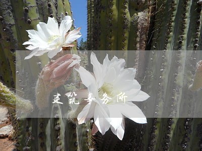 建筑事务所