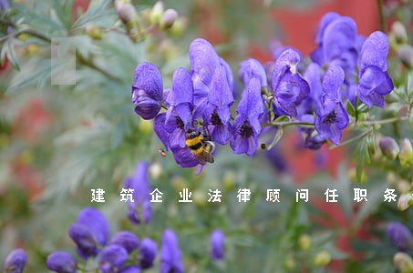 建筑企业法律顾问任职条件 建筑企业法律顾问任职条件