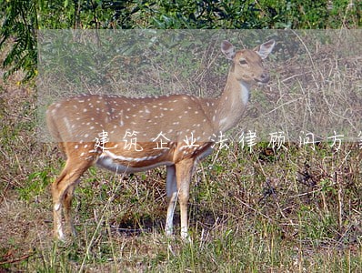 建筑企业法律顾问方案 建筑企业法律顾问方案