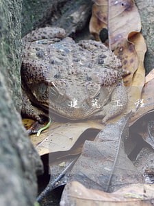 建筑工程合同逾期罚款1万 建筑工程合同逾期罚款1万
