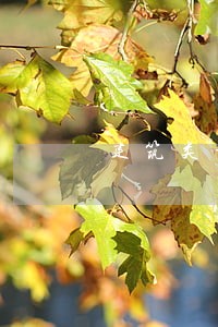 建筑类证书挂靠违法吗