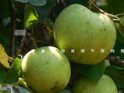 建融家园逾期不缴纳费用 建融家园逾期不缴纳费用