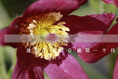 建行2000逾期一个月