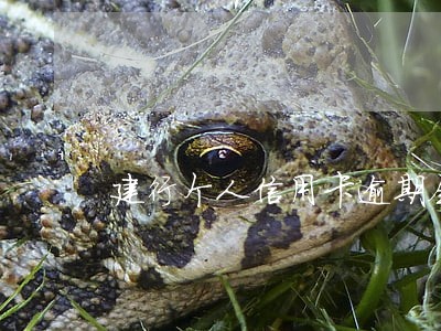 建行个人信用卡逾期会坐牢吗 建行个人信用卡逾期会坐牢吗
