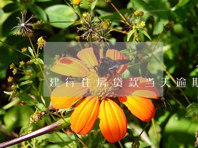 建行住房贷款当天逾期