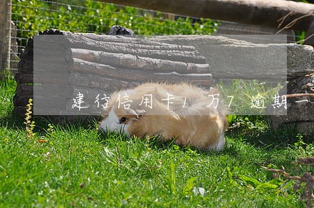建行信用卡1万7逾期一年多 建行信用卡1万7逾期一年多