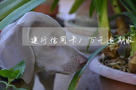 建行信用卡1万元逾期收费 建行信用卡1万元逾期收费