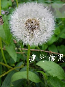 建行信用卡3000逾期两年