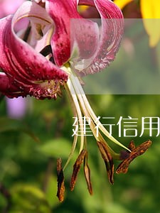 建行信用卡6万逾期3个月 建行信用卡6万逾期3个月