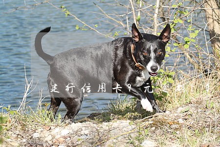建行信用卡9元逾期10天 建行信用卡9元逾期10天