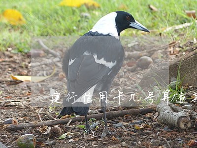 建行信用卡几号算逾期