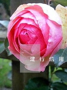 建行信用卡因为忘记逾期6天