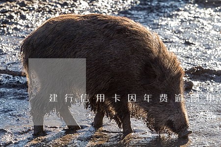 建行信用卡因年费逾期申诉