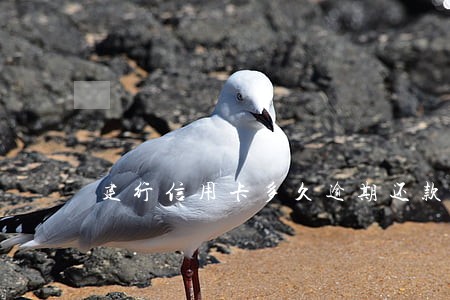 建行信用卡多久逾期还款 建行信用卡多久逾期还款