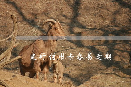 建行信用卡容易逾期