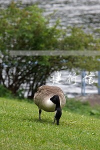 建行信用卡延迟一天会不会算逾期