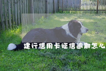 建行信用卡征信逾期怎么办