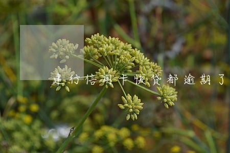 建行信用卡快贷都逾期了