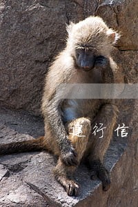 建行信用卡晚还3天会逾期吗 建行信用卡晚还3天会逾期吗