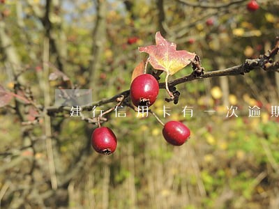 建行信用卡有一次逾期怎么补救 建行信用卡有一次逾期怎么补救