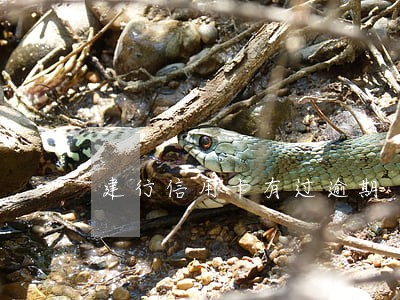 建行信用卡有过逾期