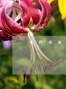 建行信用卡没逾期怎么冻结了呢 建行信用卡没逾期怎么冻结了呢