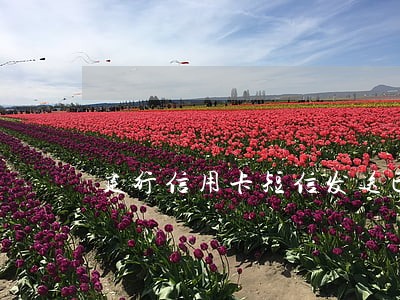 建行信用卡短信发送已逾期