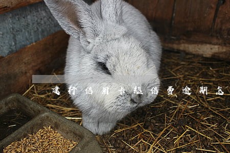 建行信用卡短信费逾期怎么处理 建行信用卡短信费逾期怎么处理